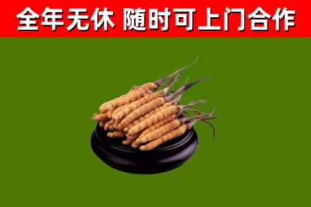 雷波县烟酒回收冬虫夏草.jpg